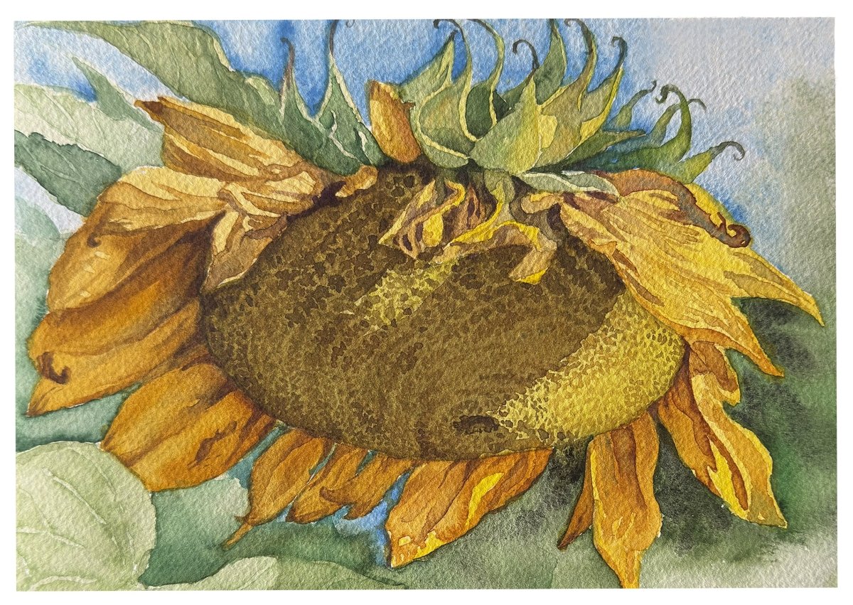 Sunflower Greeting Cards - Art'n Letters, Inc.